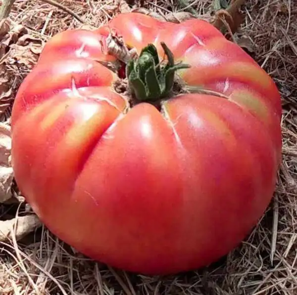 Tomaten: El Almar