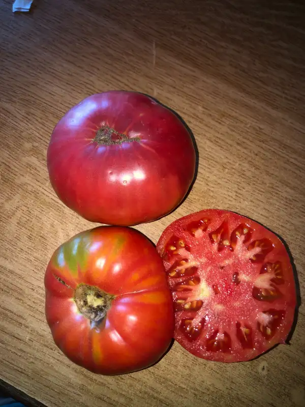 Tomaten: El-Amar