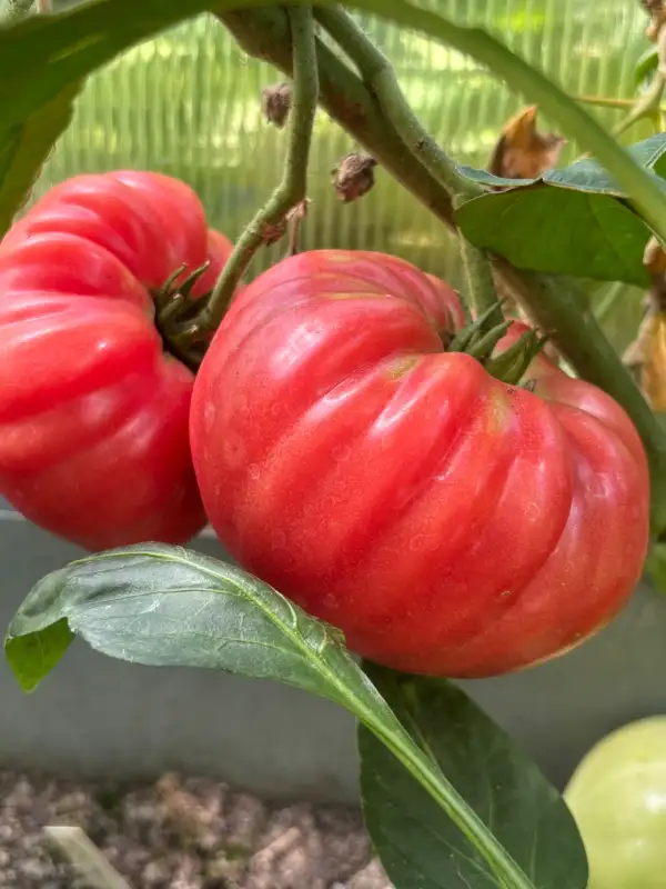 Tomaten: El Amar