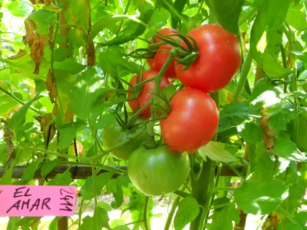 Tomaten: El Amar ( Kat# 2411 )