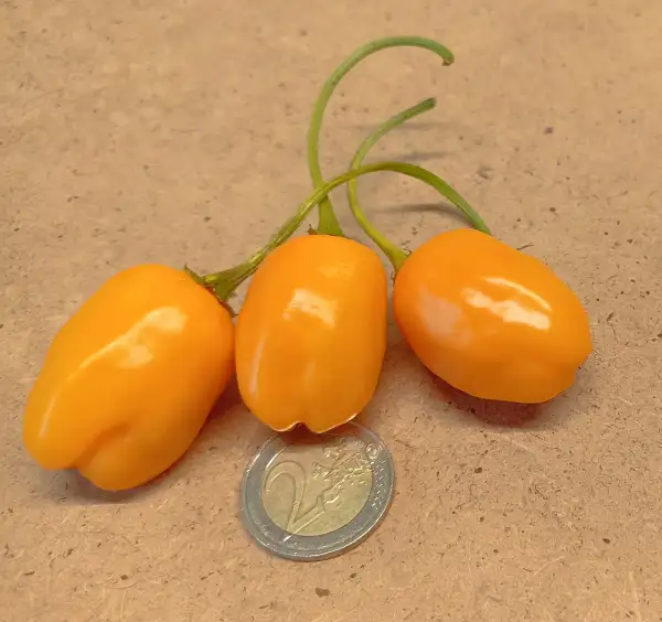 Chili / Paprika: El Oro de Ecuador
