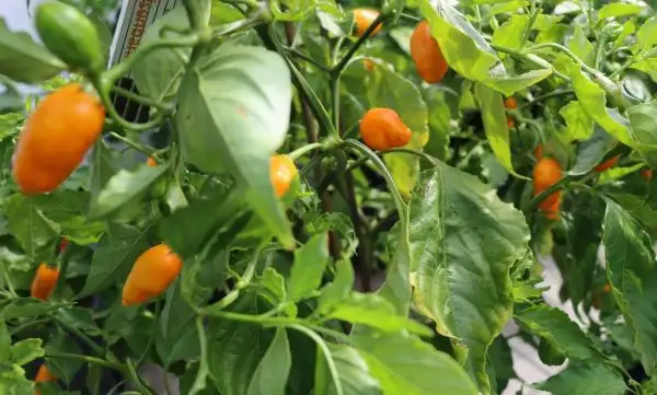 Chili / Paprika: El Oro de Ecuador