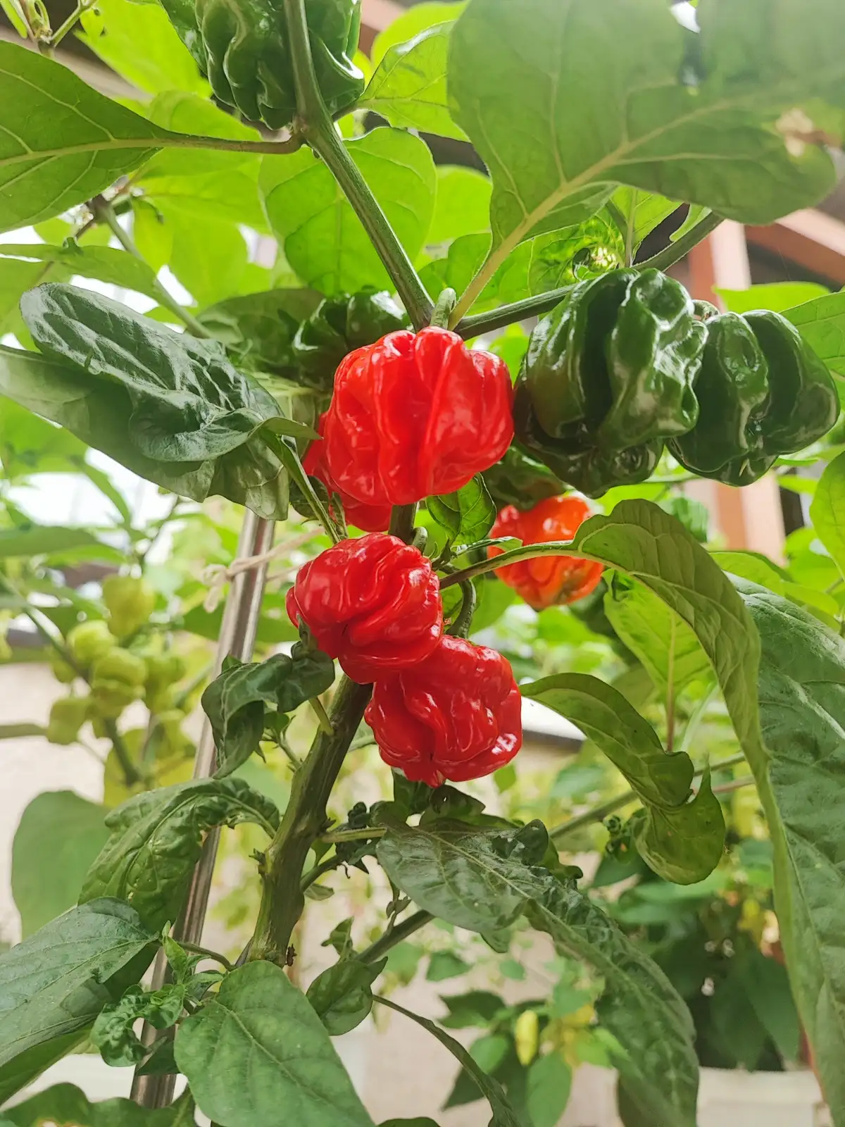 Chili / Paprika: El Remo