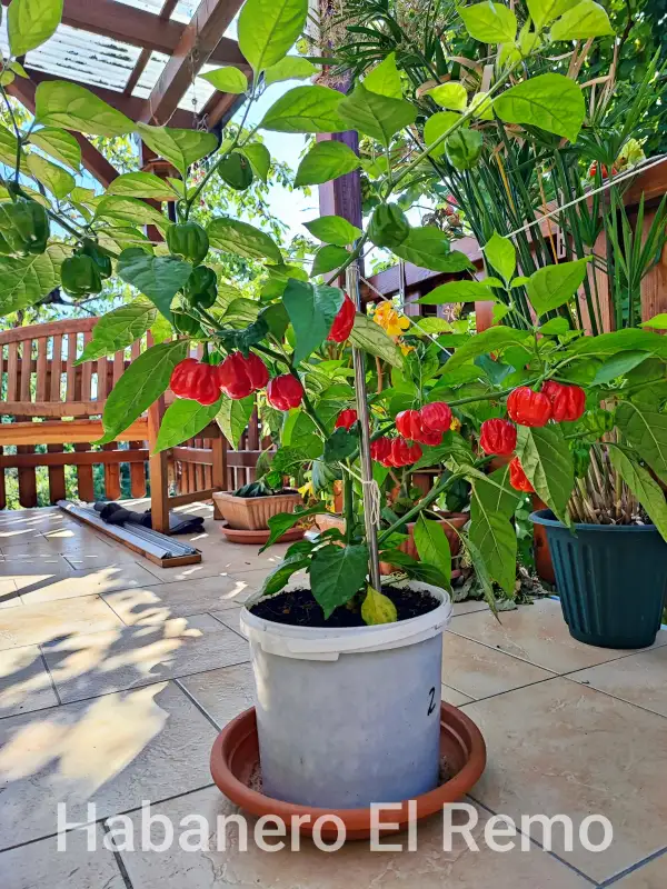 Chili: El Remo