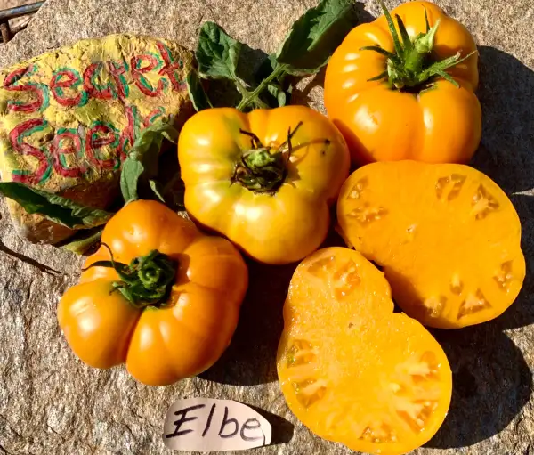 Tomaten: Elbe