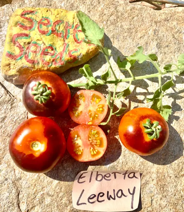 Tomaten: Elberta Leeway