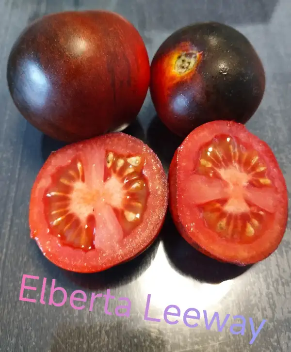 Tomaten: Elberta Leeway