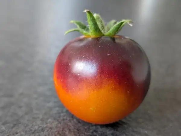 Tomaten: Elberta Leeway
