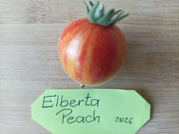 Tomaten: Elberta Peach