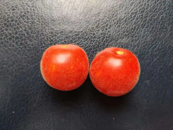 Tomaten: Elberta Peach