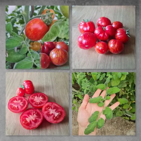 Tomaten: Elberta peach / Elberta girl