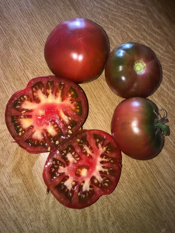 Tomaten: Elbonian Mudball