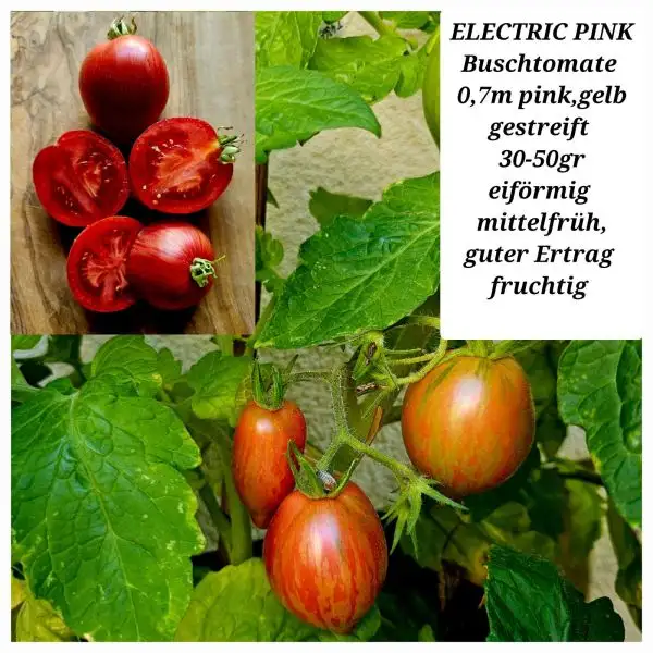 Tomaten: ELECTRIC PINK