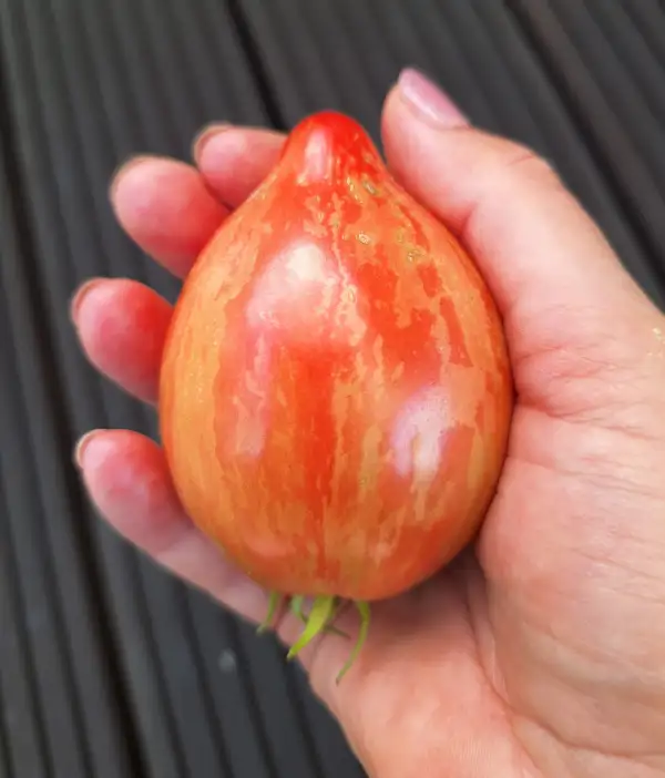 Tomaten: Electric Pinky