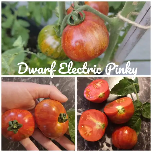 Tomaten: Electric Pinky Dwarf