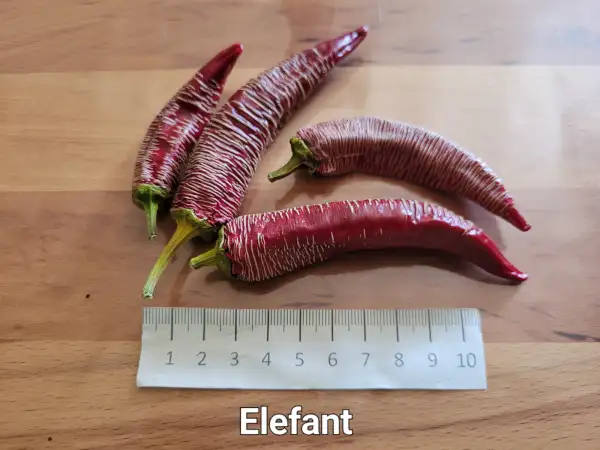 Chili / Paprika: Elefant	Schärfe:	5-7	Höhe:	50-80cm