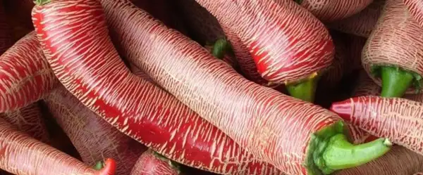 Chili / Paprika: Elefanten Peperoni BIO