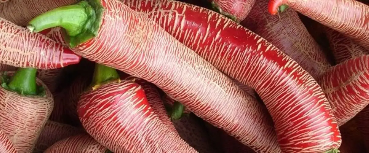 Chili / Paprika: Elefanten Peperoni BIO