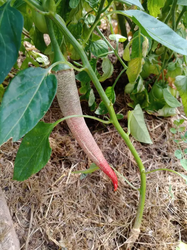 Chili: Elefantenchili
