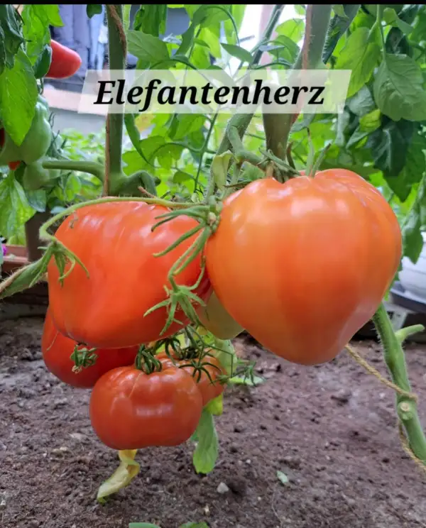 Tomaten: Elefantenherz (Bulgarien)