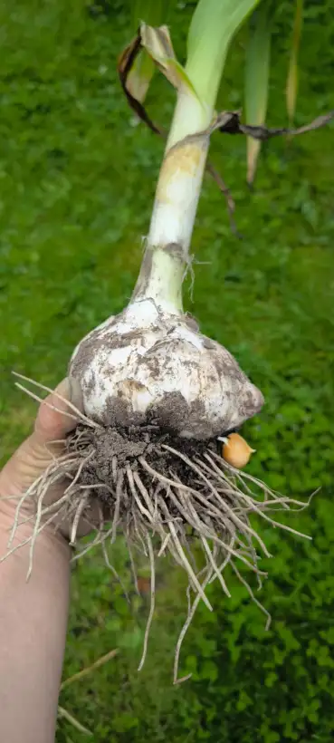 andere Gemüse: Elefantenknoblauch