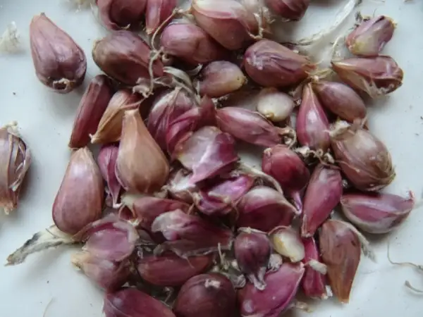 andere Gemüse: Elefantenknoblauch
