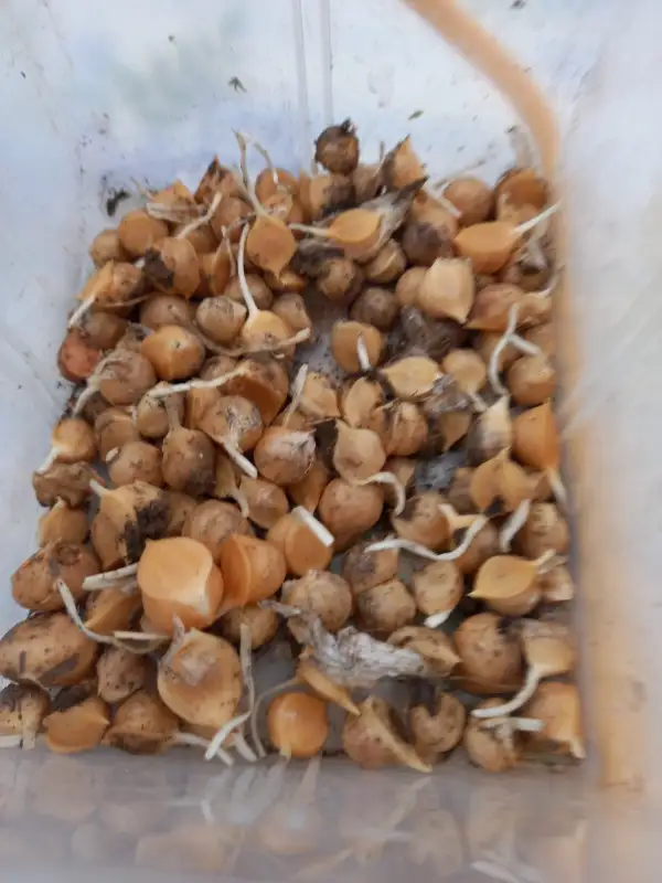 andere Gemüse: Elefantenknoblauch Brutzwiebeln