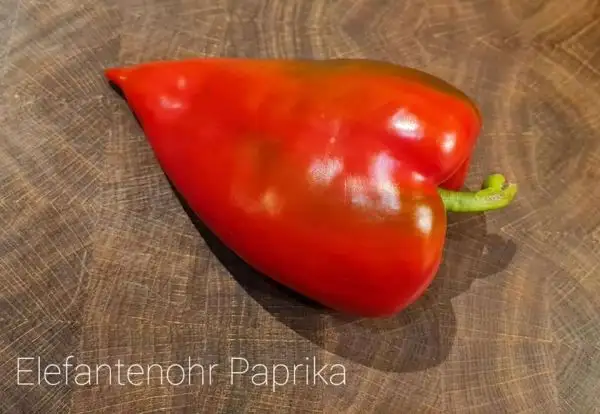 Chili / Paprika: Elefantenohr Paprika