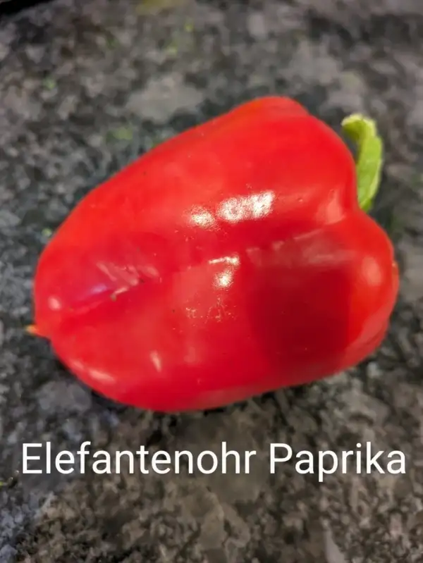 Chili / Paprika: Elefantenohr Paprika