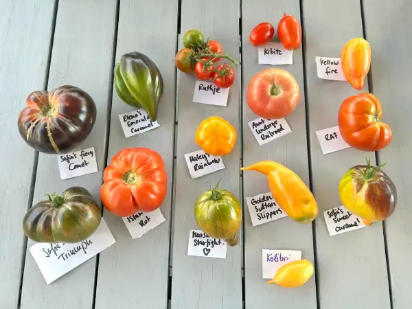 Tomaten: Elena