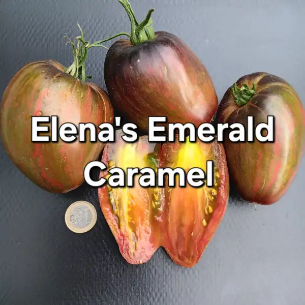 Tomaten: Elena