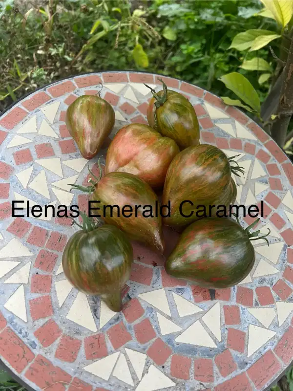 Tomaten: Elena‘s Emerald Caramell