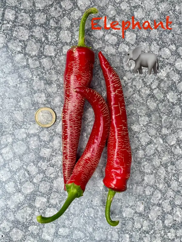 Chili / Paprika: Elephant