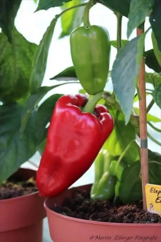 Chili / Paprika: Elephant Ear