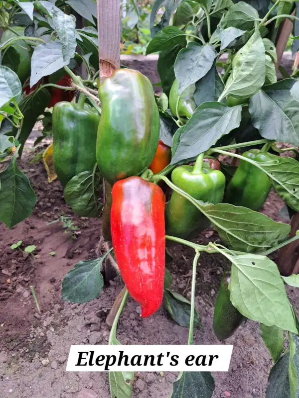 Chili / Paprika: Elephant