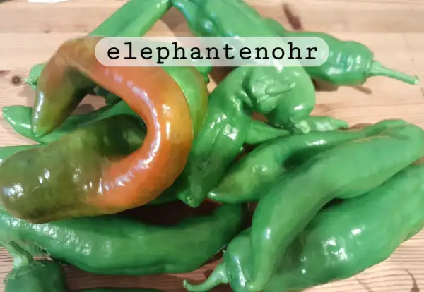 Chili / Paprika: Elephant