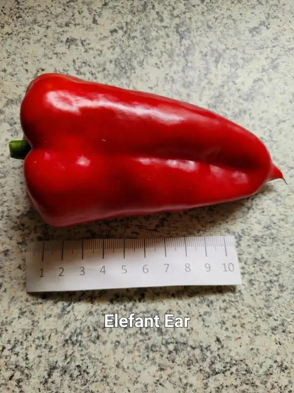 Chili / Paprika: Elephant