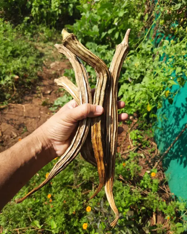 andere Gemüse: Elephant tusk okra