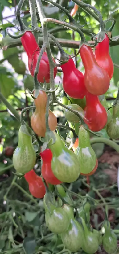 Tomaten: Elf Tears