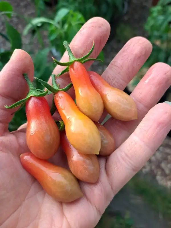 Tomaten: Elf Tears 2025