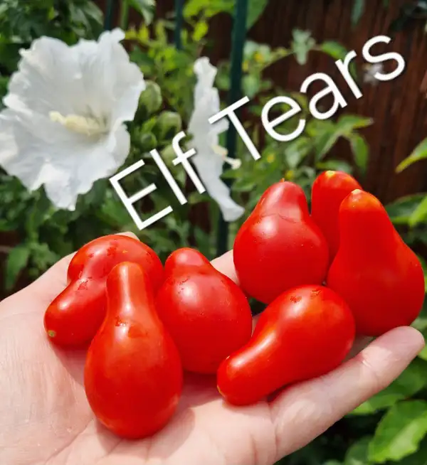 Tomaten: Elf Tears