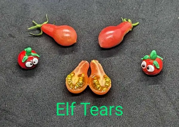 Tomaten: Elf Tears