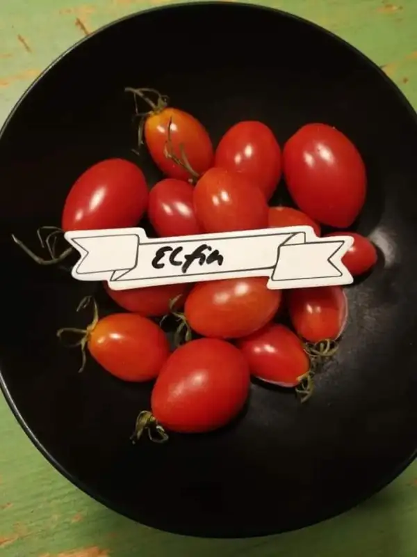 Tomaten: Elfin