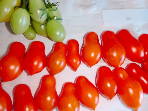 Tomaten: Elfin