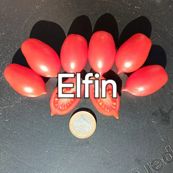 Tomaten: Elfin