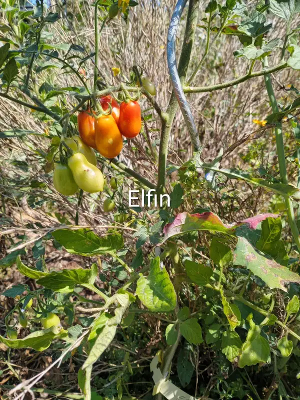 Tomaten: Elfin