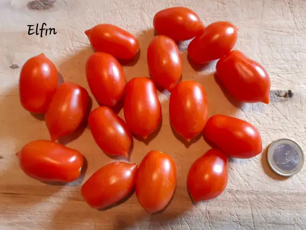 Tomaten: Elfin