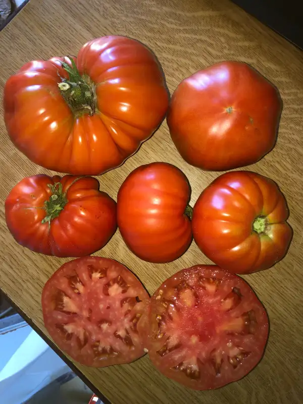 Tomaten: Eli