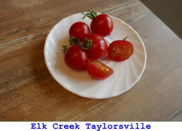 Tomaten: Elk Creek – Taylorsville