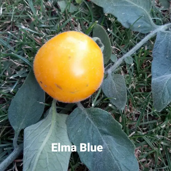 Tomaten: Elma Blue